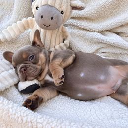 Darius - Tricolors male French Bulldog puppy in Klamath Falls, Oregon from S-D Frenchies