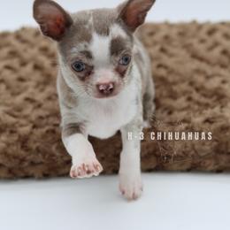 Pierce( lilac Merle ) - Merle male Chihuahua puppy in Tulsa, Oklahoma from H-3 Chihuahuas