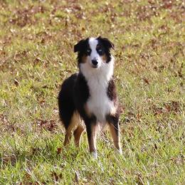 Fuzzy - Australian Shepherd