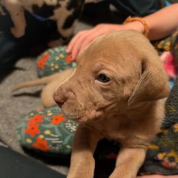 Chai - Silver female Great Dane puppy in Marlow, New Hampshire from Fox Hill Danes