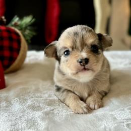 Chihuahua Puppies from Sunset Eves Chihuahuas