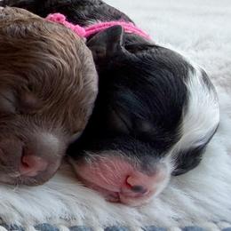 Hot Pink collar - Mrs Norris - Black and white female Cockapoo puppy in Mt Bethel, Pennsylvania from Stasia’s Cutiepoos