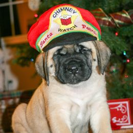 Mastiffs from Van D Mastiffs