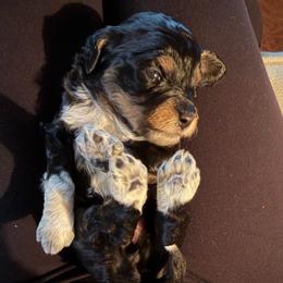 Piper - Tri-color female Bernedoodle puppy in Yuba City, California from Ranch House Doodles