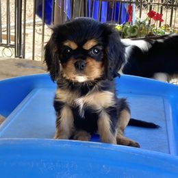 Cupcake - Black and tan female Cavalier King Charles Spaniel puppy in Nipomo, California from Central Coast Standard Poodles & Cavaliers