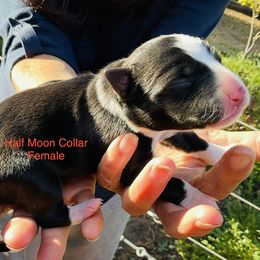 Girl 3 - female Border Collie puppy in Medford, Oregon from Pioneer Valley Border Collies