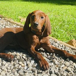 Redbone Coonhound Puppies from Shannon Family Redbone Coonhounds