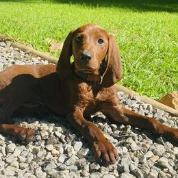 Redbone Coonhound Puppies from Shannon Family Redbone Coonhounds