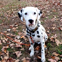 Spring - White and black Dalmatian puppy in Clinton, Missouri from Dalmatia BnB