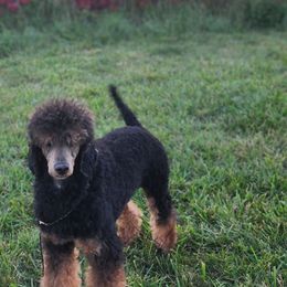 Azrael - Poodle