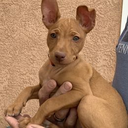 Girl 2 - Tan female Cirneco dell’Etna puppy in Rio Rancho, New Mexico from Ember Hill Cirnechi