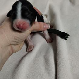 Dark green - Black white and tan female English Springer Spaniel puppy in Redding, California from Springer's Journey Spaniels California