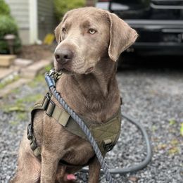 Bear - Dilute Retriever