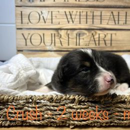 Australian Shepherd Puppies from Kayla's Aussies