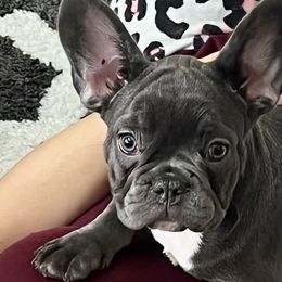 French Bulldogs and Rottweilers from Muletown Rotties