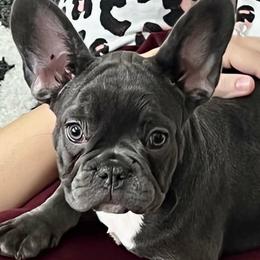 French Bulldogs and Rottweilers from Muletown Rotties