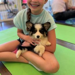 Lady - Black and tan female Pembroke Welsh Corgi puppy in Columbia, Tennessee from Wiggle B Ranch Corgis