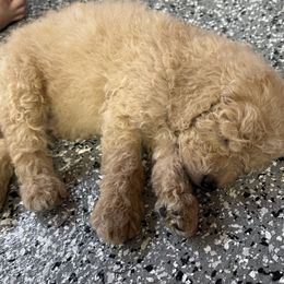 Molly - Red  female Goldendoodle puppy in Ankeny, Iowa from Iowadoodles2love
