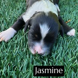 Jasmine - Black tri-color female Aussiedoodle puppy in Bakersfield, California from Annie's Aussies