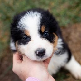 Australian Shepherd Puppies from Authentic Aussies