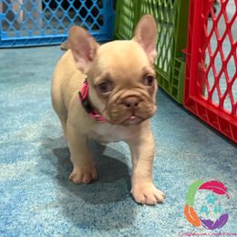 Jessie - Fawn female French Bulldog puppy in Bowman, Georgia from Companion Creek Farm