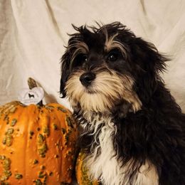Buster - Aussiedoodle puppy from Sandy Hill Farm Aussies, LLC