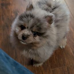 Macho - Blue merle male Pomeranian puppy in Danielsville, Georgia from PassionatePomPoms
