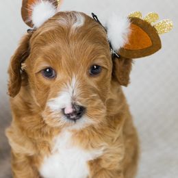 Girl 1 - Red  Goldendoodle puppy in Riverton, Utah from Utah Doodlebug