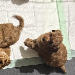 Bernedoodles, Cavapoos, Goldendoodles, Miniature Schnauzers, and Poodles from Alyssa Xxweetdoodles