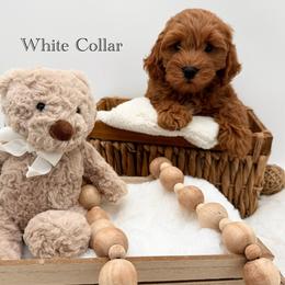 White collar - Red  male Goldendoodle puppy in Belgrade, Montana from 406springhilldoodles