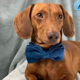 Mr. WeeWee - Dachshund