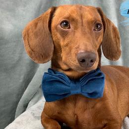 Mr. WeeWee - Dachshund
