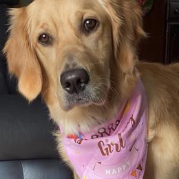 Assorted Doodle Crosses and Golden Retrievers from Retriever Ranch