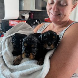 Cavalier King Charles Spaniel Puppies from The Kings Cavaliers