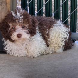 Maserati - Parti male Poodle puppy in Covington, Virginia from A  Gift from above kennel,  LLC
