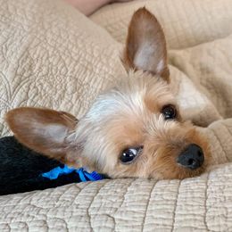Yorkshire Terrier All Grown Up from Rocketeer Yorkies