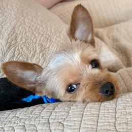 Yorkshire Terrier All Grown Up from Rocketeer Yorkies
