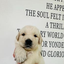 Winston - Light golden male Golden Retriever puppy in Oconto, Wisconsin from Abbie's Golden Retrievers