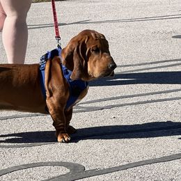 Hammish “Hammy” - Basset Hound