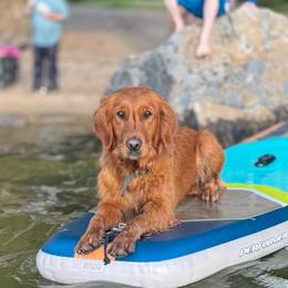 Cayenne - Golden Retriever