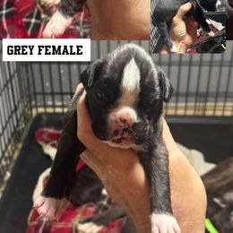 Gray - Brindle female Boxer puppy in Newark, Ohio from S & B Boxers