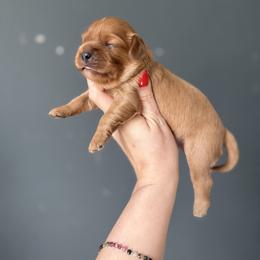 Odysseus - Ruby male Cavalier King Charles Spaniel puppy in Spring Hill, Florida from Parisian Puppies