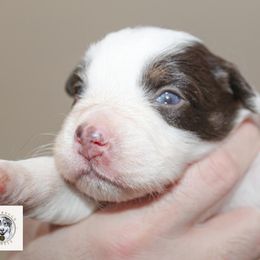 Miniature Australian Shepherd Puppies from Yarborough Kennels