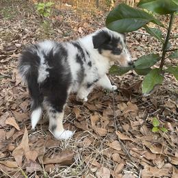 Partridge - Blue merle and white male Collie puppy in Bamberg, South Carolina from Shakhor Ohr Collies and Pomeranians