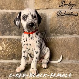 Dalmatian Puppies from Buckeye Dalmatians