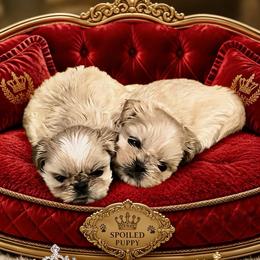 Casanova (right side) - Gold and white male Shih Tzu puppy in Austin, Arkansas from Starfire Shih Tzu
