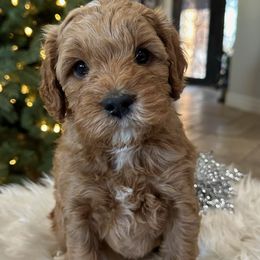 Boy tan - Goldendoodle puppy from Tails and Trails Doodles