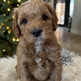 Boy tan - Goldendoodle puppy from Tails and Trails Doodles