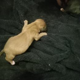 Boy 2 - Red male Dachshund puppy in Warrenville, South Carolina from Sherman's Dachshunds