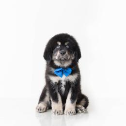 Blue Bow Tie Boy - Black and tan male Tibetan Mastiff puppy in Wheaton, Illinois from Adynasty Tibetan Mastiffs